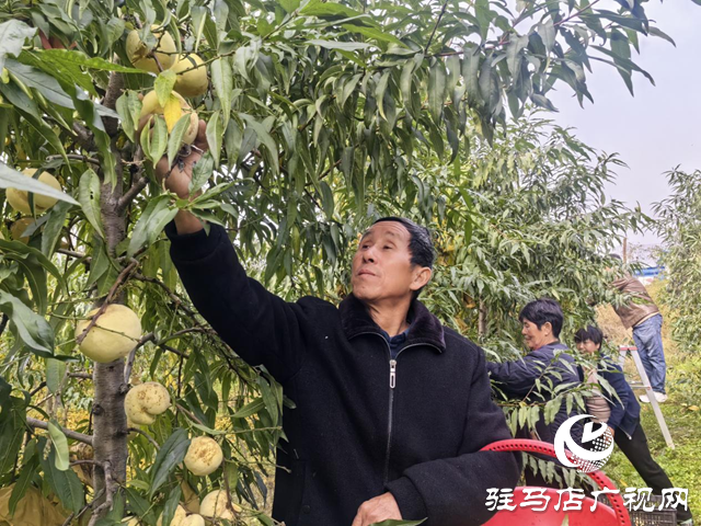 驿城区橡林村:万斤冬桃滞销 果农急寻销路盼援手