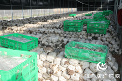 正阳县熊寨镇​​​​​​​：小蘑菇撑起乡村振兴大产业