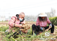 驿城区水屯镇：小生姜&ldquo;撬动&rdquo;大产业