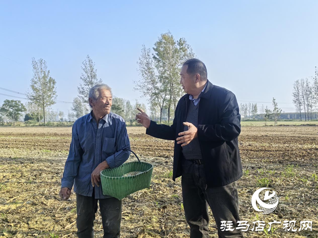 驿城区:农技服务沉一线 秋播麦田“底气足”