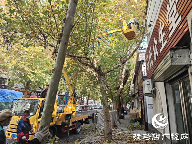 驻马店经济开发区:高效处置行道树安全隐患 精准修剪守护市民安全