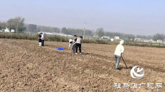 晚播小麦如何保丰收？平舆县农技专家开出四剂&ldquo;良方&rdquo;
