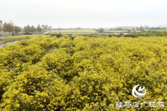 确山县瓦岗镇叶老庄村：野菊绽放&ldquo;致富花&rdquo; 绘就振兴新画卷