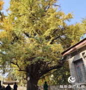 确山北泉寺千年银杏披&ldquo;金甲&rdquo; 满树诗意醉游人