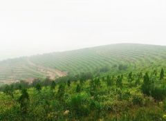 严防“修复变采矿”！河南出台矿山生态修复细则