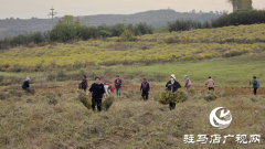 菊香溢乡野！确山县瓦岗镇叶老庄野菊迎来采收旺季