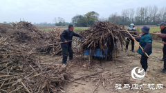 确山县留庄镇：秸秆&ldquo;废&rdquo;变&ldquo;宝&rdquo; 走出生态增收双赢路