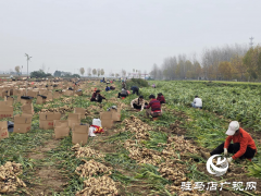 平舆乐耕农业：全力抢收保归仓 智能冷库解农忧