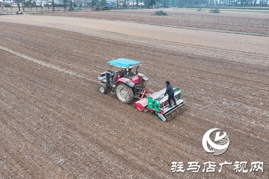 驿城区:精准施策 力保晚播小麦不减产