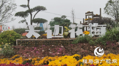 【大美天中】驻马店天边花海逆势绽放 寒冬里藏着&ldquo;春日盛景&rdquo;
