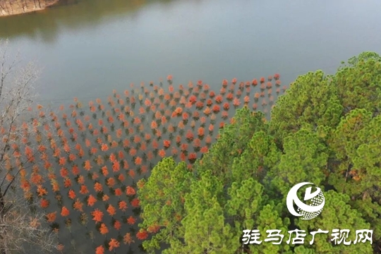 【大美天中】湖畔添新景!泌阳铜山湖30亩池杉林成生态打卡地