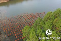 【大美天中】湖畔添新景！泌阳铜山湖30亩池杉林成生态打卡地