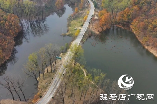 【大美天中】湖畔添新景!泌阳铜山湖30亩池杉林成生态打卡地