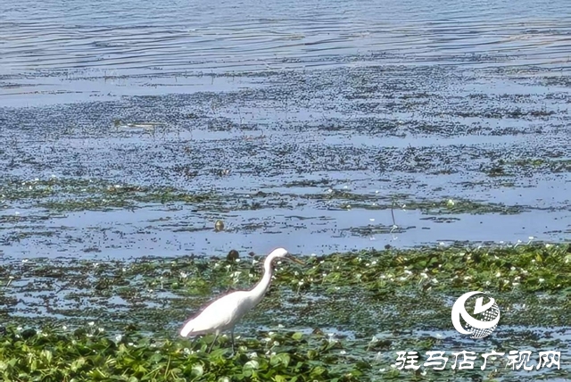 驻马店人民公园:生态与文化双提升 焕新城市“会客厅”