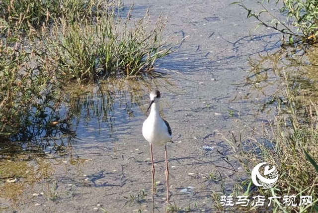 驻马店人民公园:生态与文化双提升 焕新城市“会客厅”