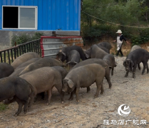 确山黑猪获2025动物福利养殖金猪奖