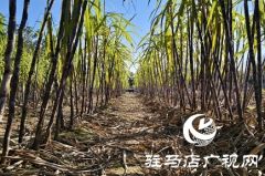 驻马店周边农场解锁冬日亲子新体验