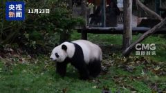 旅法中国大熊猫“欢欢”“圆仔”启程回国