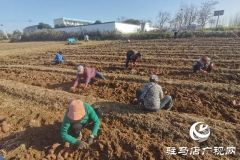 驿城区老河乡石古庄村：180亩红薯丰收 50万斤急盼销路