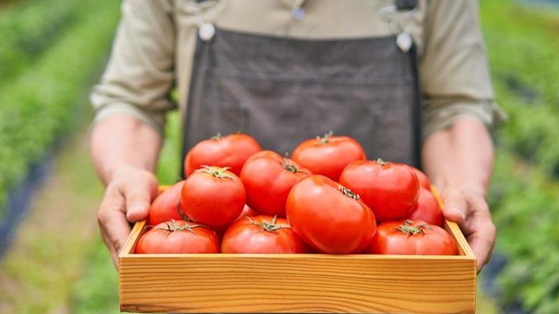 为什么西红柿不如小时候好吃了？解码食物风味变迁玄机