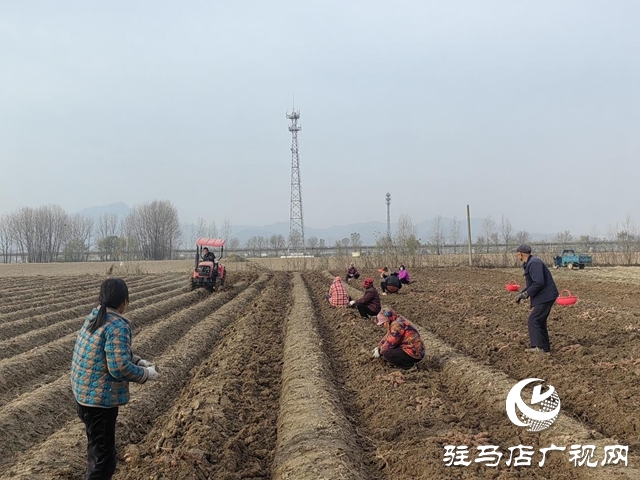驿城区朱古洞乡30余亩生态红薯丰收遇滞销 急盼爱心助力纾困