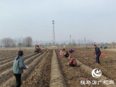 驿城区朱古洞乡30余亩生态红薯丰收遇滞销 急盼爱心助力纾困