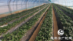 正阳县慎水乡：头茬草莓抢&ldquo;鲜&rdquo;上市