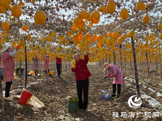 确山任店镇:小瓜蒌变身“金葫芦” 特色种植助农增收