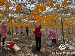 确山县任店镇：小瓜蒌变身&ldquo;金葫芦&rdquo; 特色种植助农增收