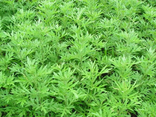 驻马店艾多多生物科技：借力&ldquo;农加会&rdquo; 做强艾草产业链