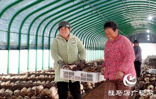 新蔡黄楼:小菌菇撑起乡村“致富伞”