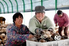 新蔡黄楼：小菌菇撑起乡村&ldquo;致富伞&rdquo;