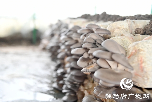 新蔡黄楼:小菌菇撑起乡村“致富伞”
