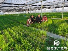 冬暖棚里&ldquo;韭&rdquo;香浓 特色种植鼓起村民&ldquo;钱袋子&rdquo;