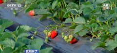“膨大剂”催熟草莓这个月大量上市？记者调查→