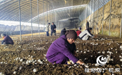 驿城区：双孢菇喜获丰收 种植基地急寻销路