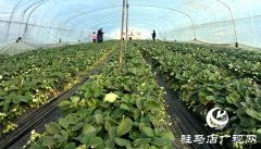 冬日里的&ldquo;莓&rdquo;好时光：驿城区顺河乡草莓园迎来采摘季