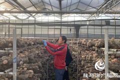 驿城区：小香菇撬动大产业 &ldquo;一村一品&rdquo;铺就振兴路