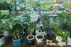 寒冬&ldquo;绿意消费&rdquo;升温 阳台小盆栽带火花市