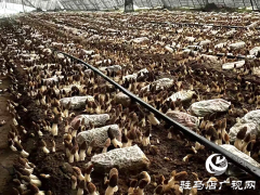 八年深耕&ldquo;致富菌&rdquo; 大棚种出&ldquo;全年薪&rdquo;