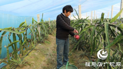 新蔡县涧头镇：南果北种结出&ldquo;金果&rdquo; 特色产业助推乡村振兴
