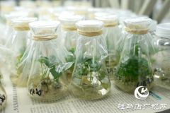 黄淮学院团队培育的中药材新品种&ldquo;汝半夏1号&rdquo;通过省级鉴定