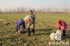 正阳县大林镇：沙土地里结出&ldquo;致富果&rdquo; 特色种植铺就富民路
