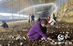 驿城区胡庙乡：双孢菇撑开&ldquo;致富伞&rdquo; 产业振兴跑出&ldquo;加速度&rdquo;