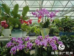 姹紫嫣红迎新年 驻马店花市销售持续升温