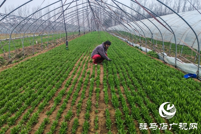 平舆县老王岗乡白龙庙村:寒冬大棚春意浓 面条菜拓宽增收路