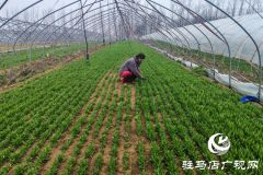 平舆县老王岗乡白龙庙村：寒冬大棚春意浓 面条菜拓宽增收路