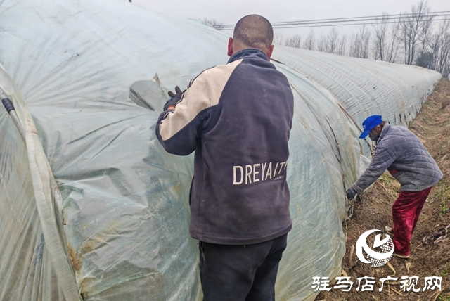 平舆县老王岗乡白龙庙村:寒冬大棚春意浓 面条菜拓宽增收路