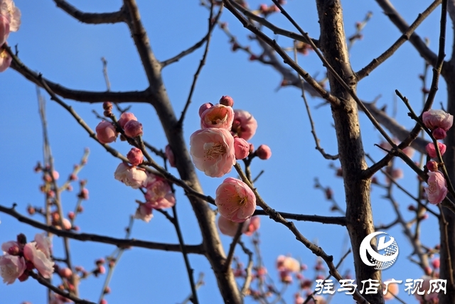 驻马店:梅花进入盛花期 成冬日靓丽风景