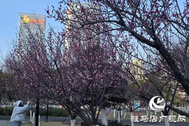 驻马店:梅花进入盛花期 成冬日靓丽风景